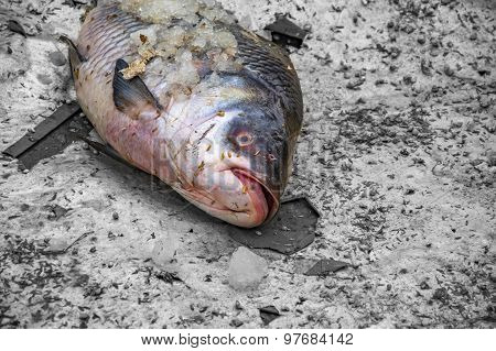 Single Rohu Fish