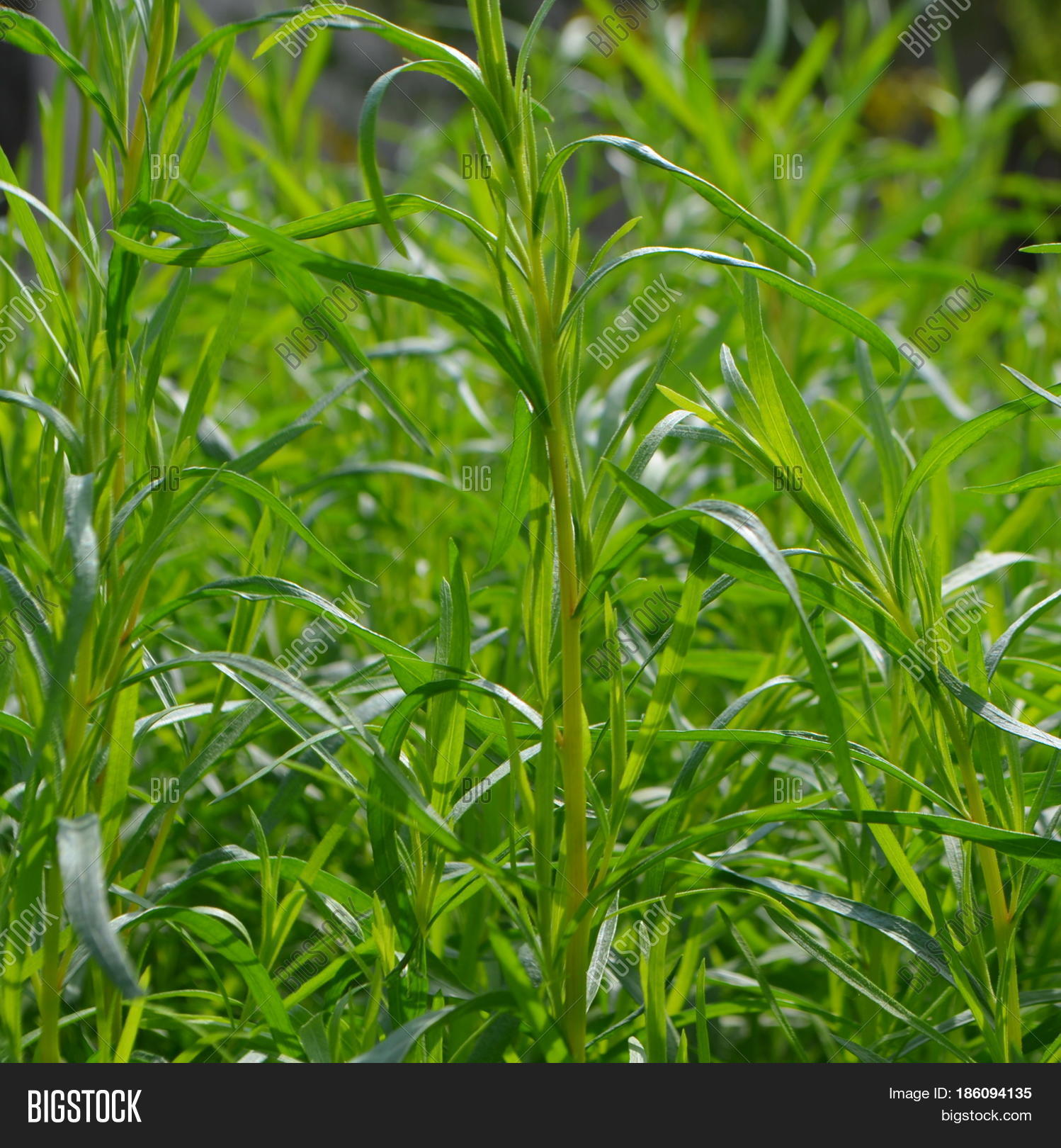 Tarragon Bush Grows Image & Photo (Free Trial) Bigstock