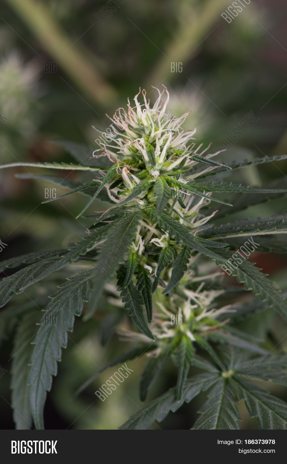 Flowering Female Image &amp; Photo (Free Trial) Bigstock