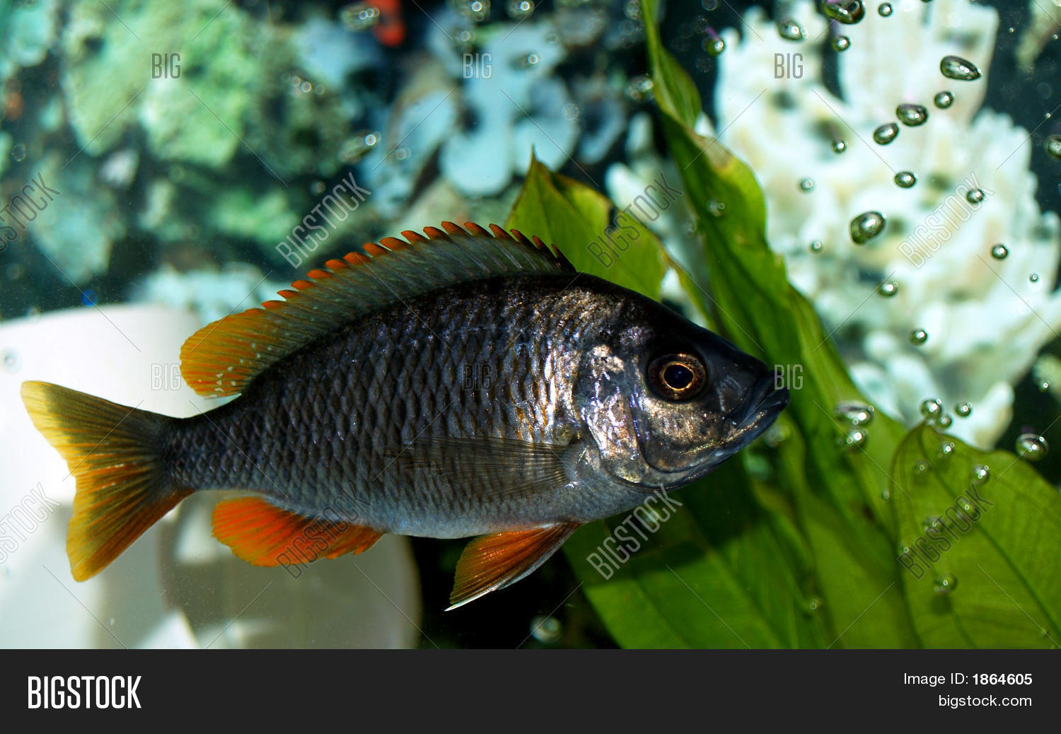 Red Fin Borley Image & Photo (Free Trial) Bigstock