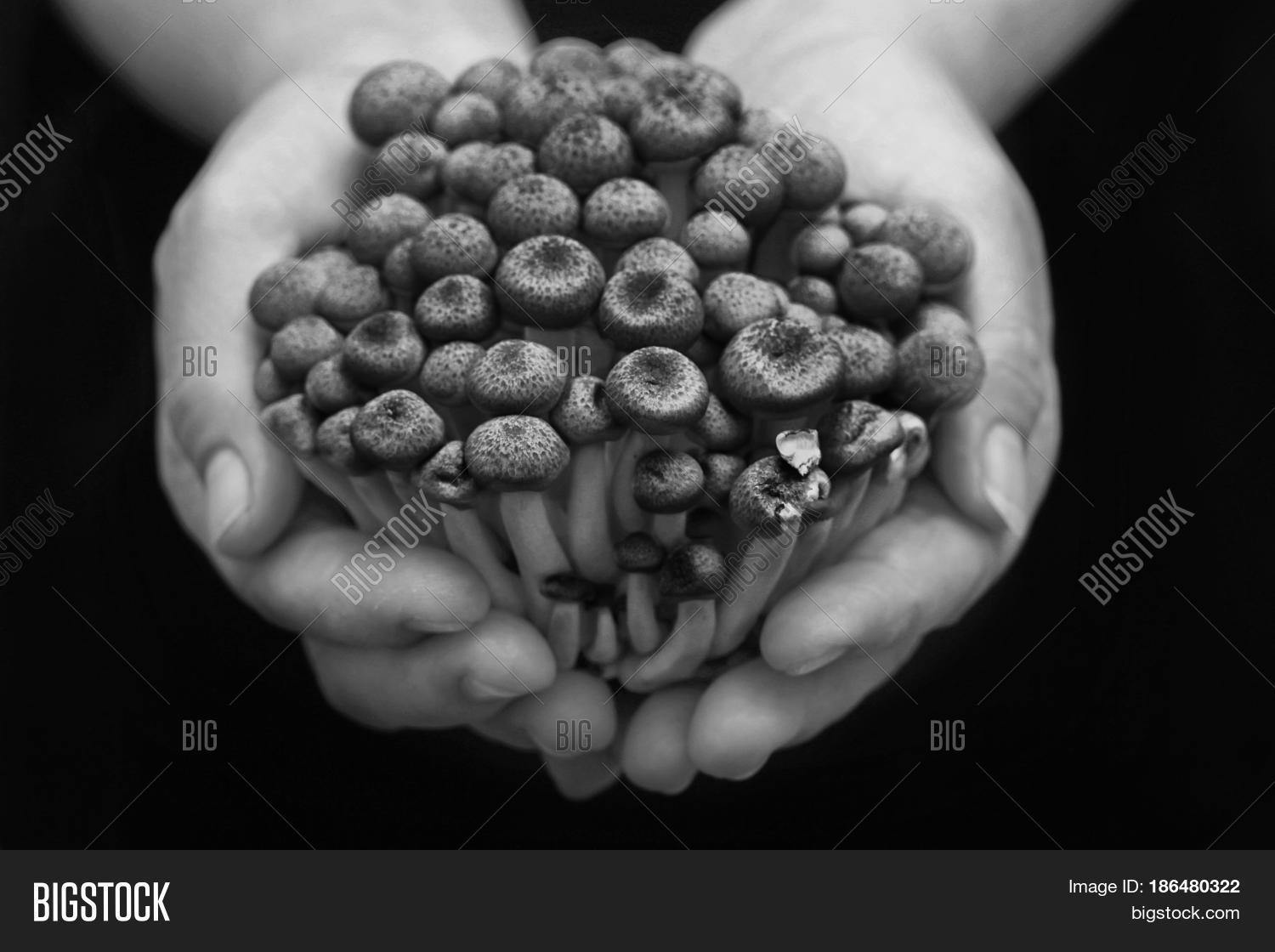 Ready Shimeji Mushroom Image & Photo (Free Trial) Bigstock