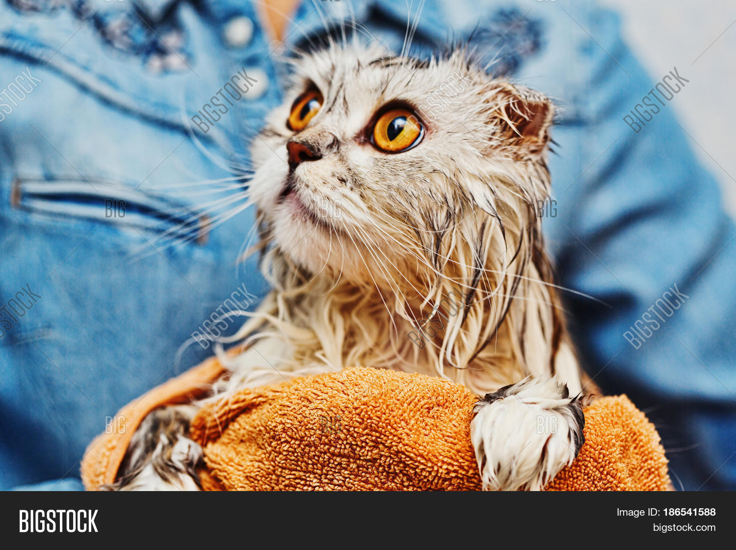 Wet Just Washed Cat Image & Photo (Free Trial) Bigstock