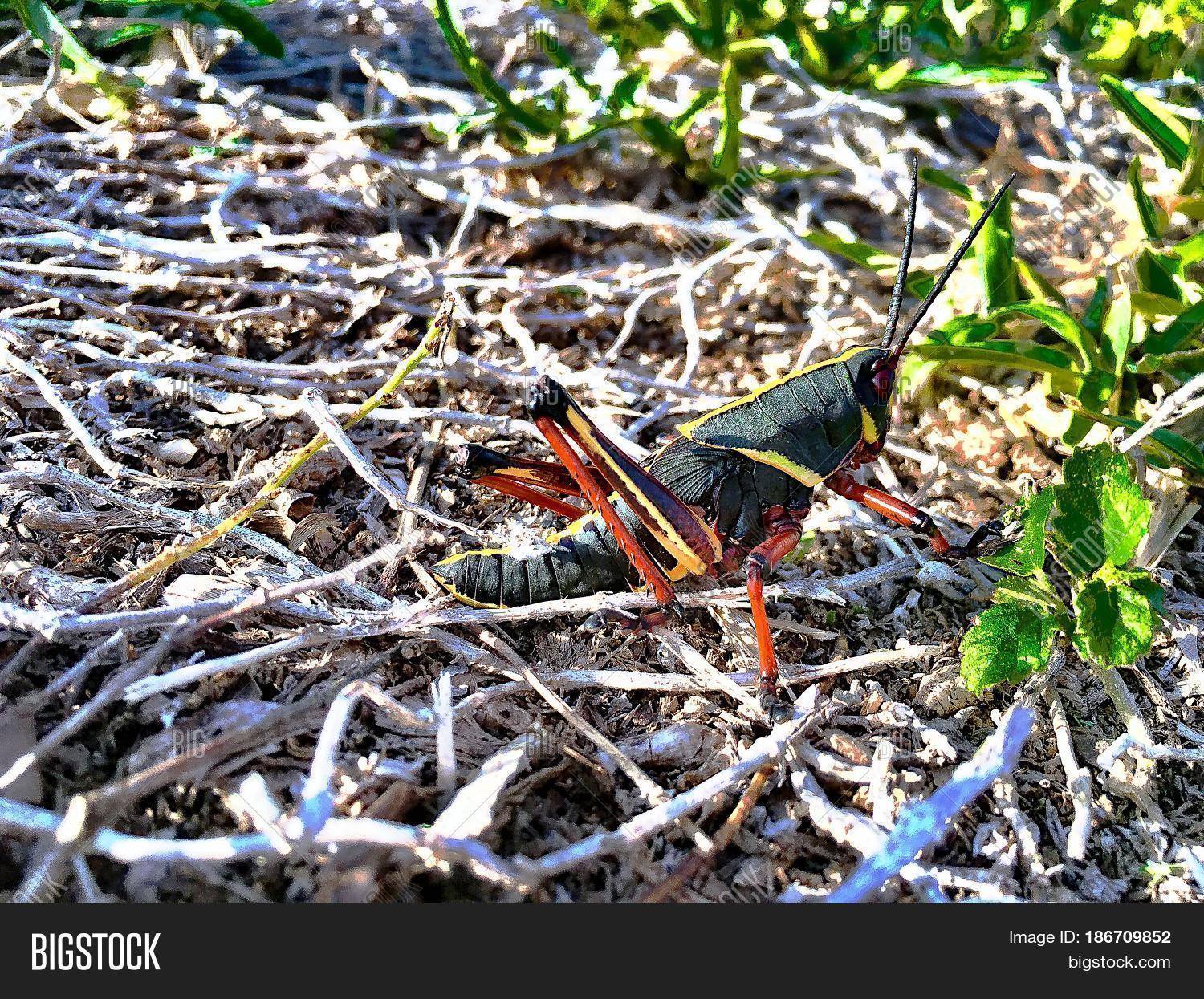 Florida Image & Photo (Free Trial) Bigstock