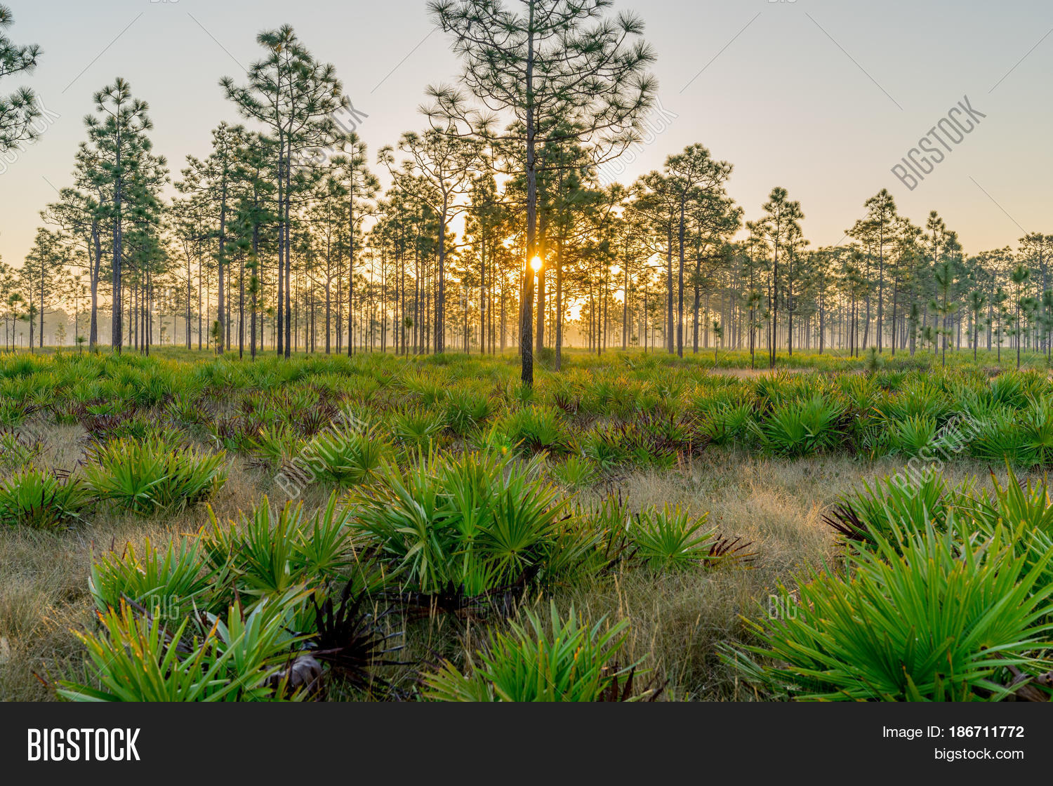 Triple N Ranch Image & Photo (Free Trial) Bigstock