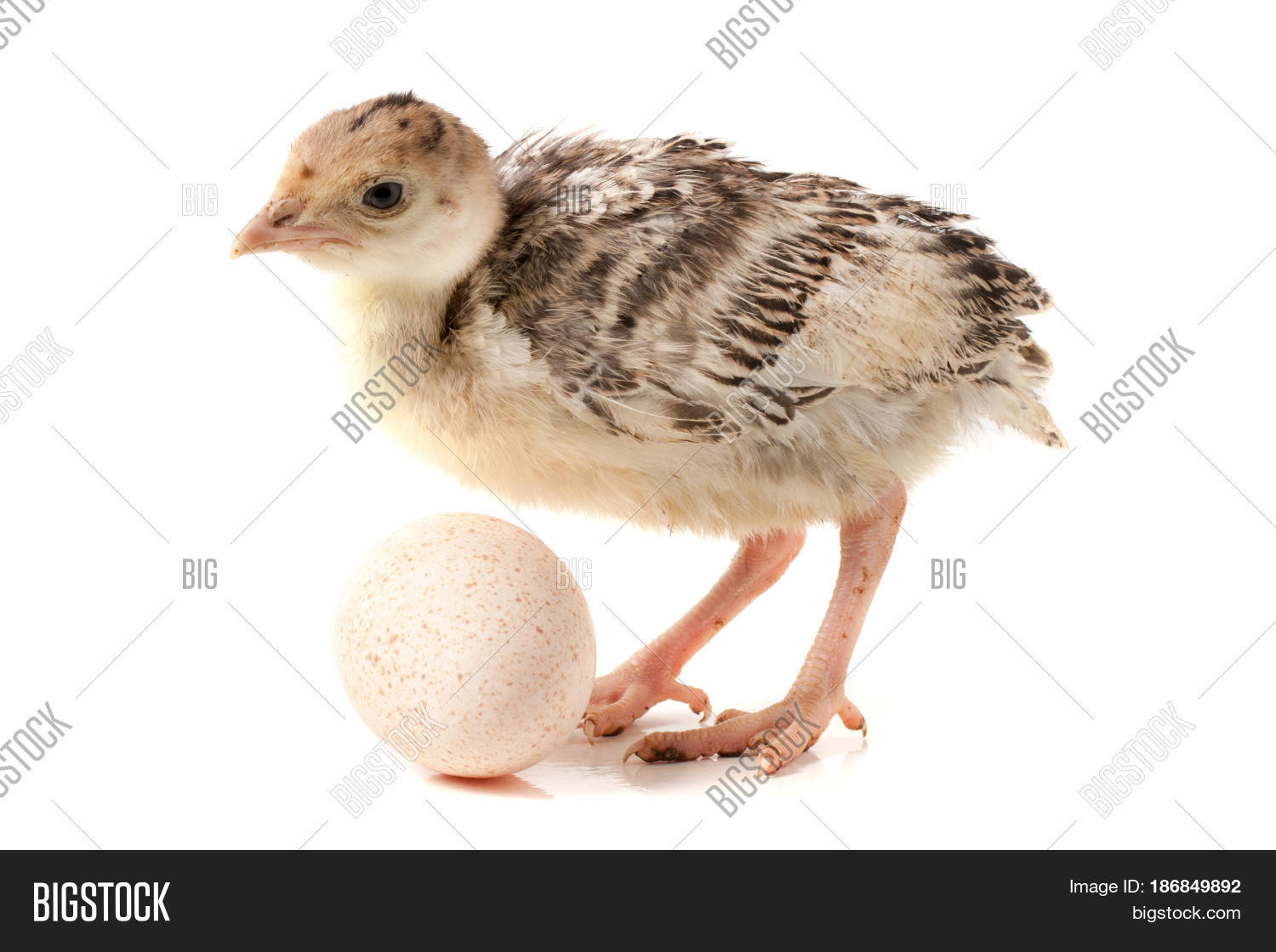 Chicken Turkey Egg Image & Photo (Free Trial) Bigstock