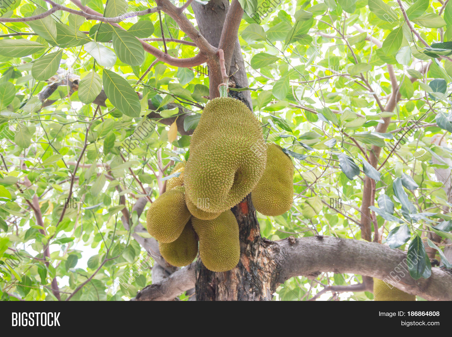 Young Jackfruit On Image & Photo (Free Trial) Bigstock