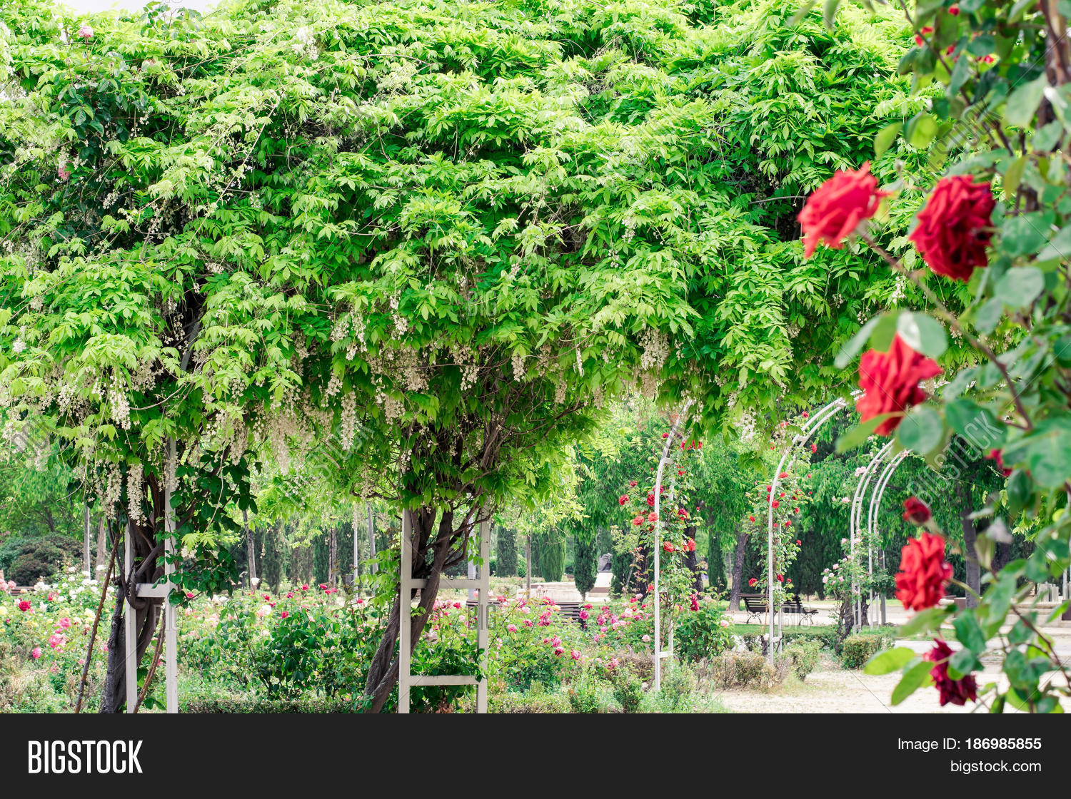 Wisteria Sinensis Red Image & Photo (Free Trial) Bigstock