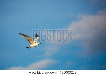 Ring-billed gull (Larus delawarensis) flying in front of a blue sky and white cloud with copy space