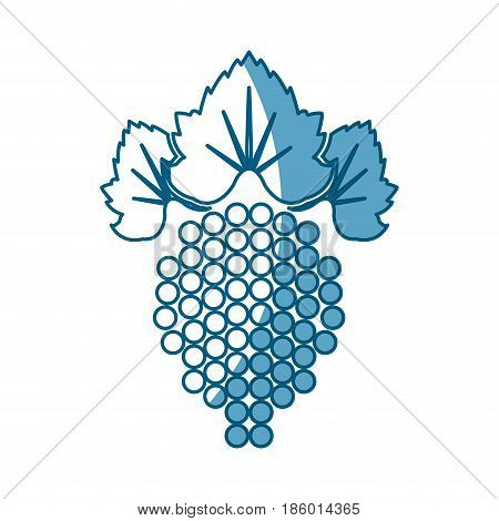 grape fruit leaves nature fresh shadow vector illustration