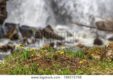 Beautiful natural background with the first spring yellow flowers of the mother-and-stepmother close-up on the background of a falling water of the waterfall