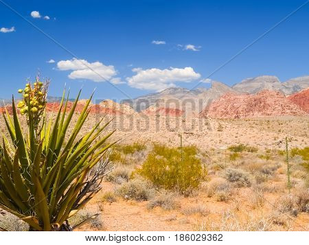 Spiky leaves of yucca tree and famous striped hills in distance under slear blue sky surrounding Red Rock Desert