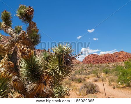 Spiky leaves of joshua tree and famous striped hills in distance under slear blue sky surrounding Red Rock Canyon