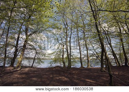 Springtime Danish beech forest lose to Littlebelt and bridge in Denmark