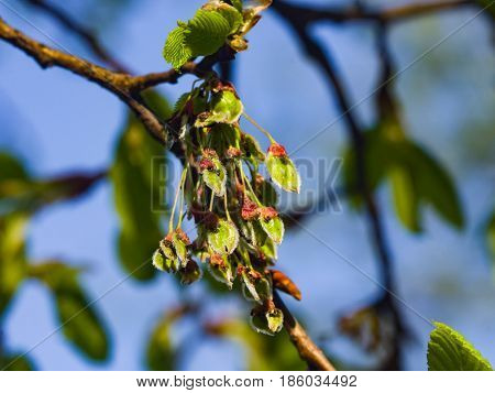 Seeds riping on branch of European white elm or Ulmus laevis close-up selective focus shallow DOF.