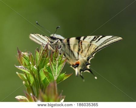 Scarce Swallowtail (Iphiclides podalirius) in natural habitat in spring
