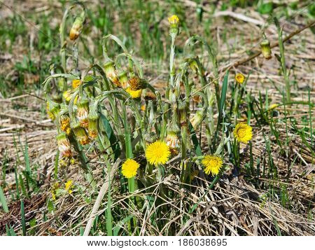 Flowers in early spring blooming coltsfoot tussilago farfara close-up with bokeh background selective focus shallow DOF.