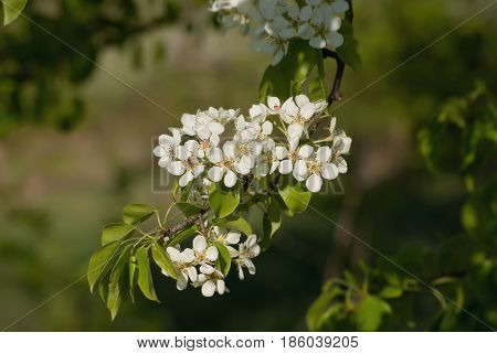 Blooming in May apple tree against a background of green trees.