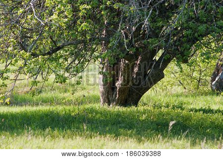 Trunks of an apple tree in a spring garden.