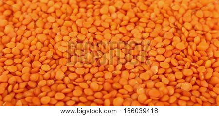 Orange Lentil Lens Close Up Background