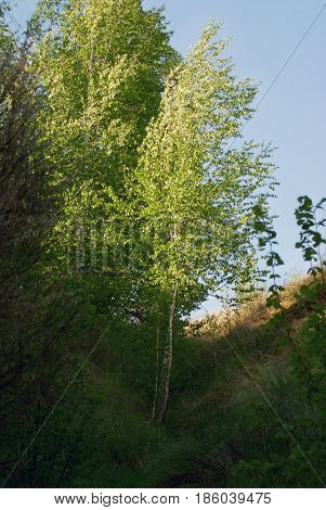 A young birch in a ravine in the spring.