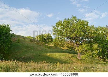 Green tree against a background of hills.