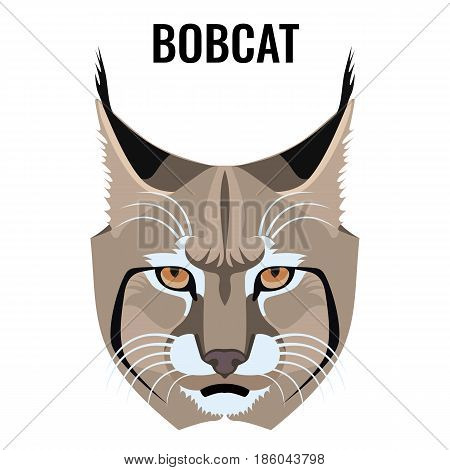 Portrait of bobcat vector illustration isolated on white. Cat specie with barred and spotted coat. Closeup of wild animal