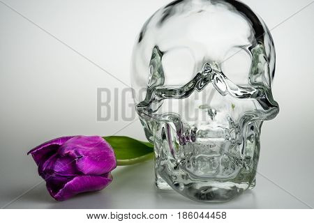 Glass empty transparent head with purple flower skull and violet tulip