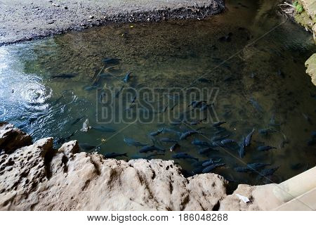 Cave Pond Full Of Fishes
