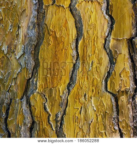 Tree trunk background - texture. Bark of tree trunk.
