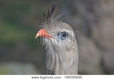 Seriema bird with his feathers standing up on his beak.