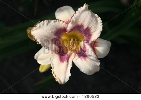 Lily auf schwarzem Hintergrund