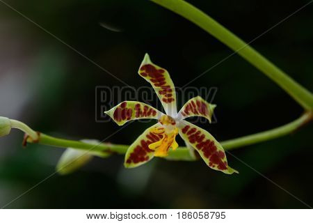Staurochilus Dawsonianus (rchb.f.) Schltr.