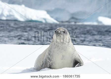 Crabeater seal on the ice in Antarctica