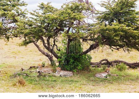 animal, nature and wildlife concept - cheetahs lying under tree in maasai mara national reserve savannah at africa