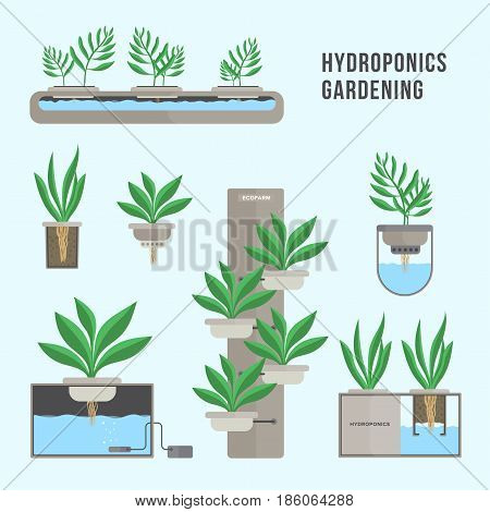 Hydroponic system, gardening technology. Collection of different plants in flat style
