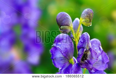 Blue flowers delphinium on a green blur background. Close-up of a blue delphinium in garden.