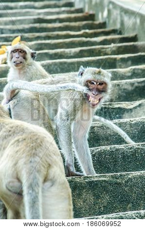 Cheshire Monkey.Cheshire Monkey.Cheshire Monkey.Cheshire Monkey.Cheshire Monkey.Cheshire Monkey.