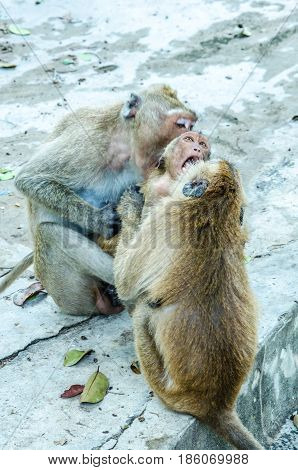 Monkey play.Monkey play.Monkey play.Monkey play.Monkey play.Monkey play.Monkey play.