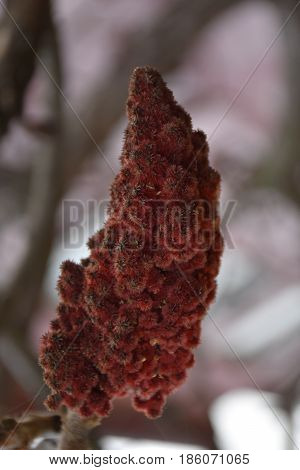 It is bearpaw flower, photo taken in spring.