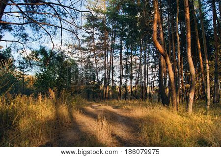 Summer forest road. Sunny day. Pine forest.
