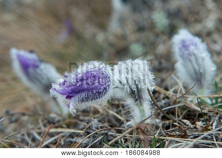 Pasque Flower blooming on spring meadow. Early spring on top of mountain peaks