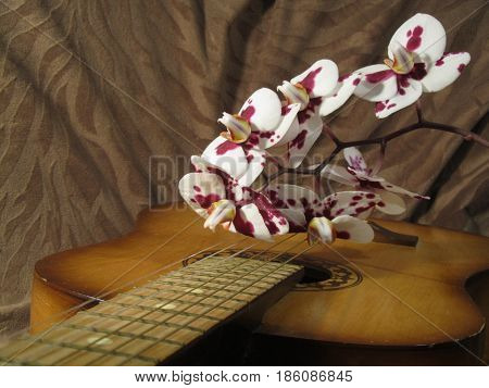 Orchid on guitar for a romantic mood