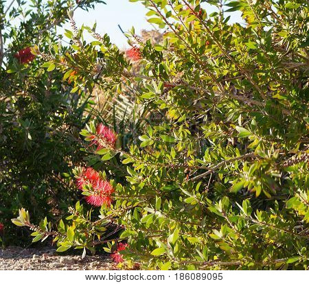 Callistemon plant native to Australia in full blossom