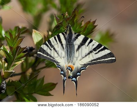 Scarce Swallowtail (Iphiclides podalirius) in natural habitat in spring