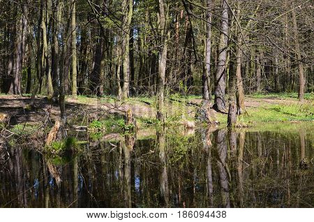 Small lake in spring forest. Mirror trees