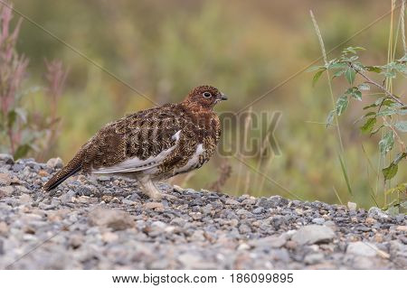 a willow ptarmigan in early fall in Alaska