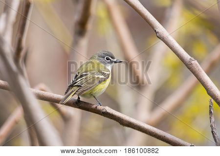 A Blue-headed Vireo perched on a branch during spring migration.