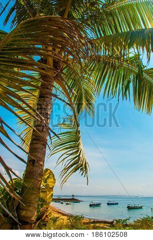 Benoa Sand Beach View, Palm Tree. Bali,indonesia