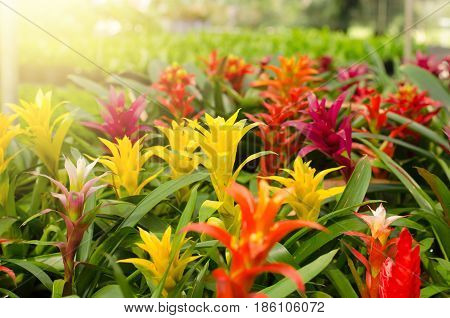 Bromeliad flower blooming in the garden, guzmania