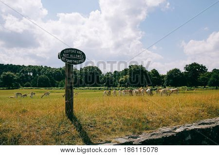 Deer herd in Bradgate park on a sunny day, in front of them is the sign warning that no visitors allow beyond this point to protect the animals